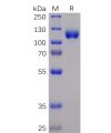 sp-pme100045 epha3 sp1