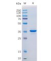 sp-pme100046 cd20 sp1