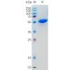 sp-pme100049 light sp1