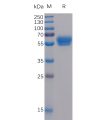 sp-pme100054 4 1bb ligand sp1