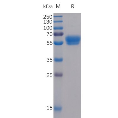 sp-pme100054 4 1bb ligand sp1