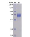 sp-pme100059 ntba sp1