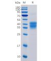 sp-pme100061 cd52 sp1