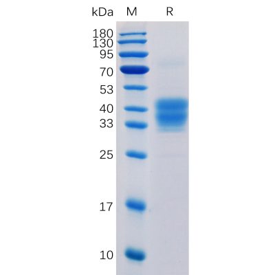 sp-pme100061 cd52 sp1