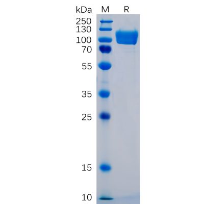 sp-pme100062 icam 1 sp1