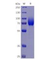 sp-pme100067 csf1r sp1