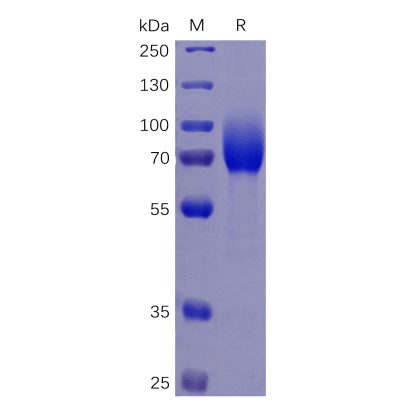 sp-pme100067 csf1r sp1