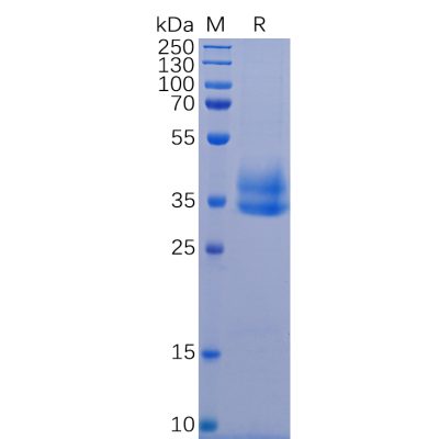 sp-pme100074 il2rb sp1