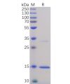 sp-pme100076 tnfa sp1