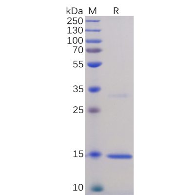 sp-pme100076 tnfa sp1