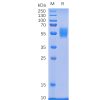sp-pme100079 nkg2d sp1