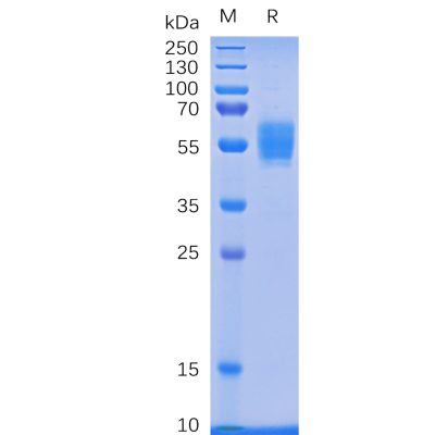 sp-pme100079 nkg2d sp1