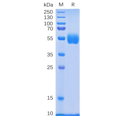 sp-pme100081 nkp30 sp1