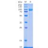 sp-pme100083 cd114 sp1