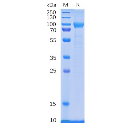 sp-pme100083 cd114 sp1