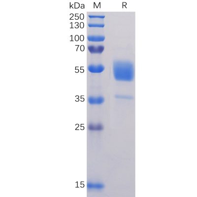 sp-pme100091 cd37 sp1