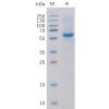 sp-pme100097 ror2 sp1