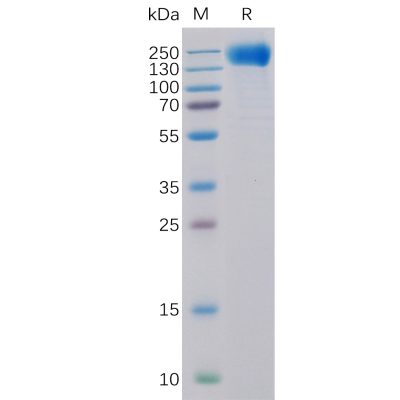 sp-pme100099 egfr sp1