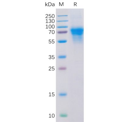 sp-pme100102 cd46 sp1