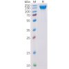 sp-pme100104 vegfr2 sp1