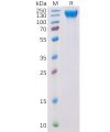 sp-pme100104 vegfr2 sp1