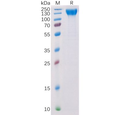 sp-pme100104 vegfr2 sp1