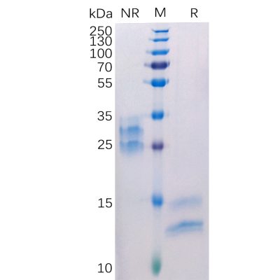 sp-pme100111 vegfa sp1