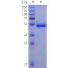 sp-pme100125b acpp sp1