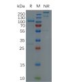 sp-pme100128 adfam9 sp1