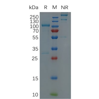 sp-pme100128 adfam9 sp1