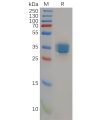 sp-pme100156 cb2 sp1