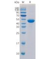 sp-pme100192 cd40 ligand sp1