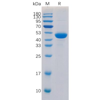 sp-pme100192 cd40 ligand sp1