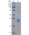 sp-pme100208 clec2d sp1