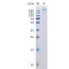 sp-pme100217 cspg4 sp1