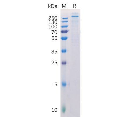 sp-pme100217 cspg4 sp1