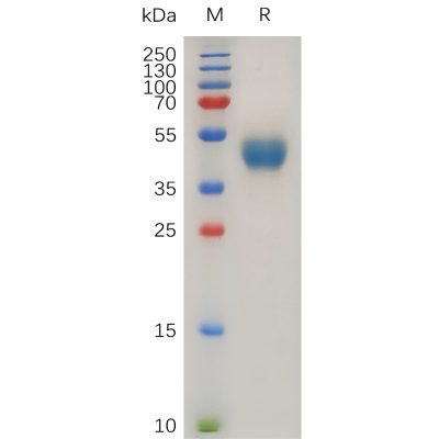 sp-pme100228 cxcr7 sp1