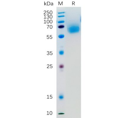 sp-pme100321 klrg1 sp1