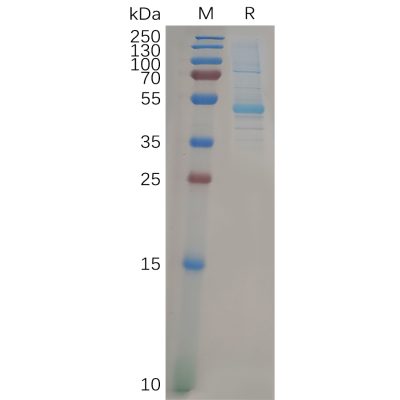 sp-pme100322 kras sp1