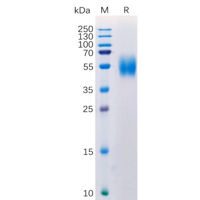 sp-pme100349 mica sp1