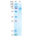 sp-pme100377 p2rx7 sp1