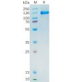 sp-pme100390 psma sp1