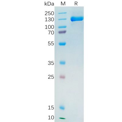sp-pme100390 psma sp1