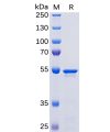 sp-pme100459 nucleocapsid sp1