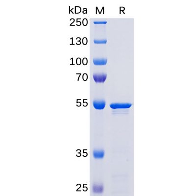 sp-pme100459 nucleocapsid sp1