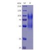 sp-pme100469 cd34 sp1