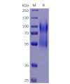 sp-pme100469 cd34 sp1