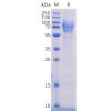 sp-pme100471 cd162 sp1