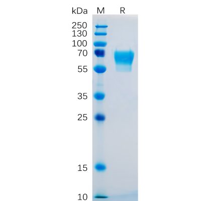 sp-pme100475 cd27 sp1