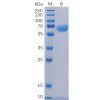 sp-pme100476 cd48 sp1